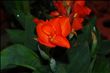 Canna Firefly